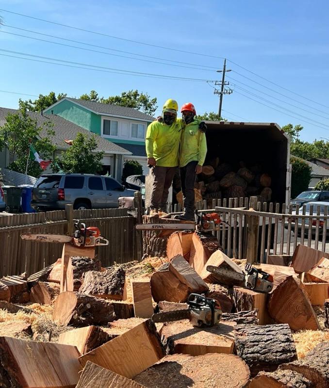 Professional Tree Removal Project