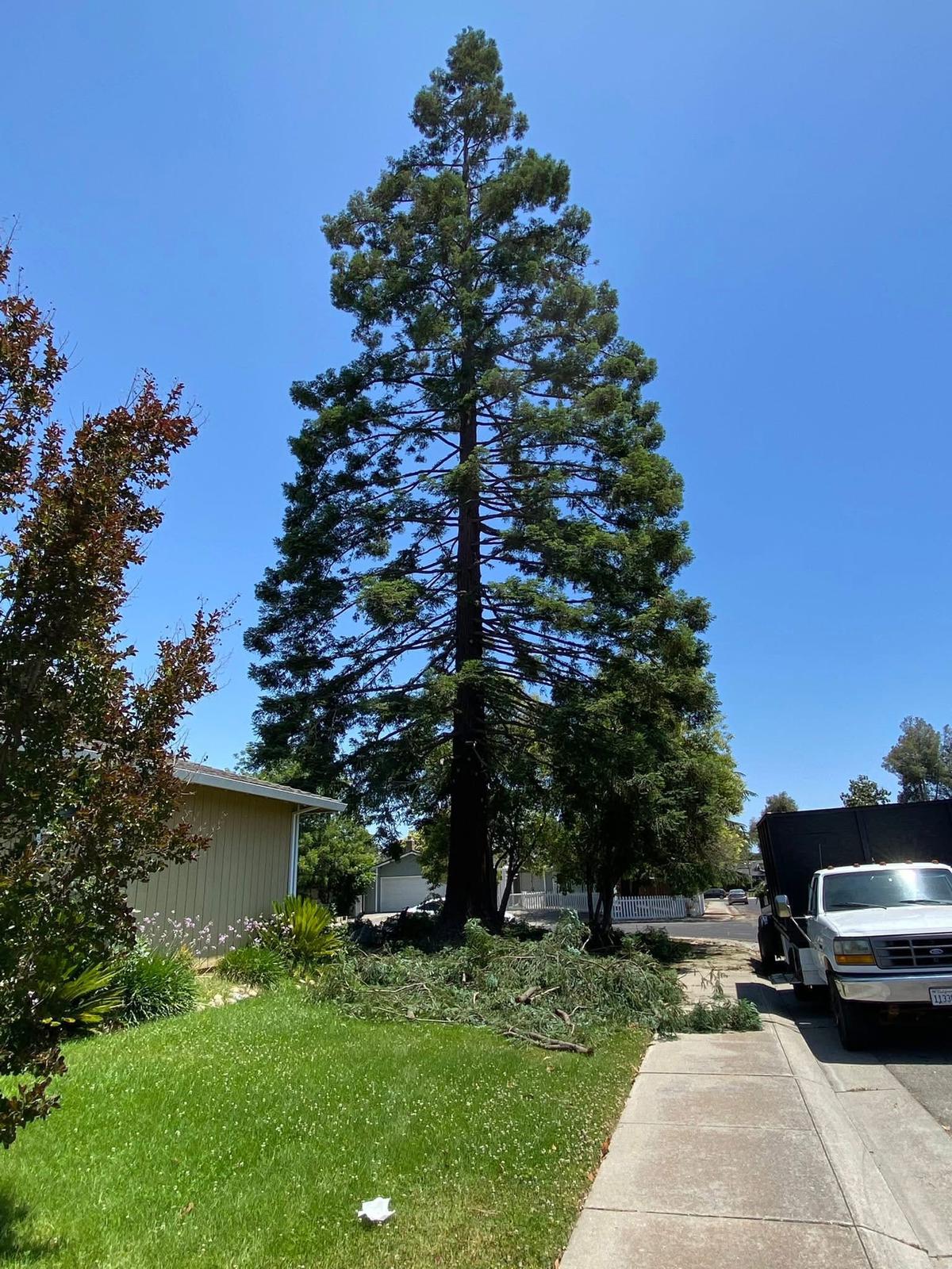 Precision Tree Trimming Work