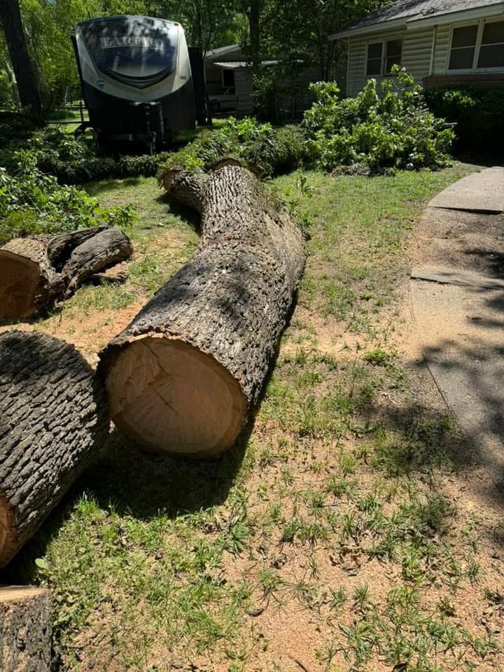 Professional Tree Service Work 12