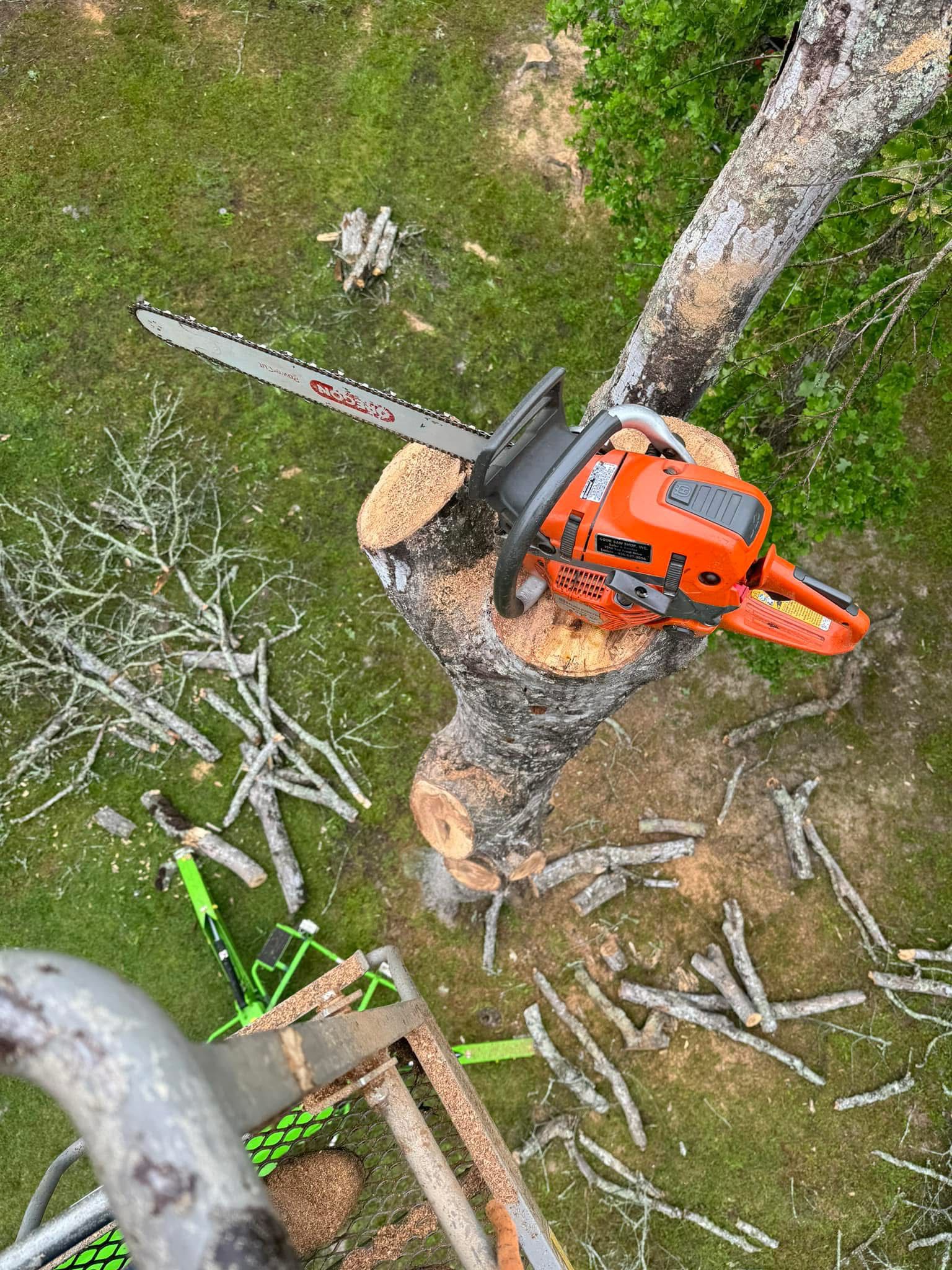 Professional Tree Service Work 13