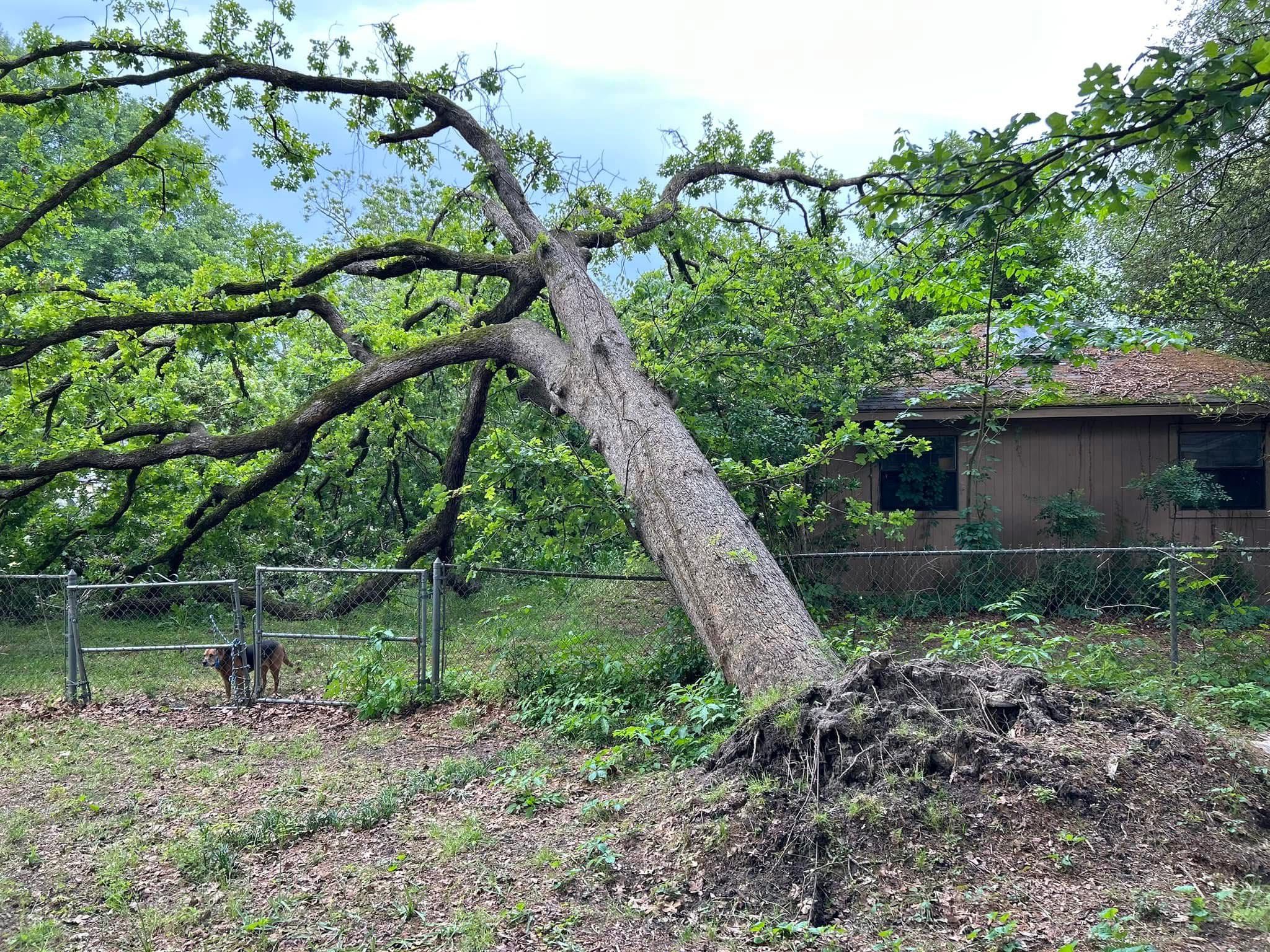 Professional Tree Service Work 14