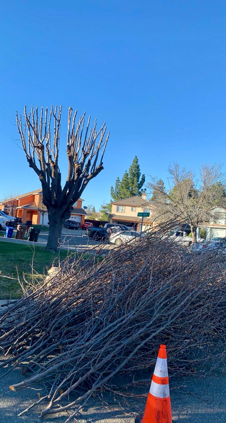 Professional Tree Service Work 2