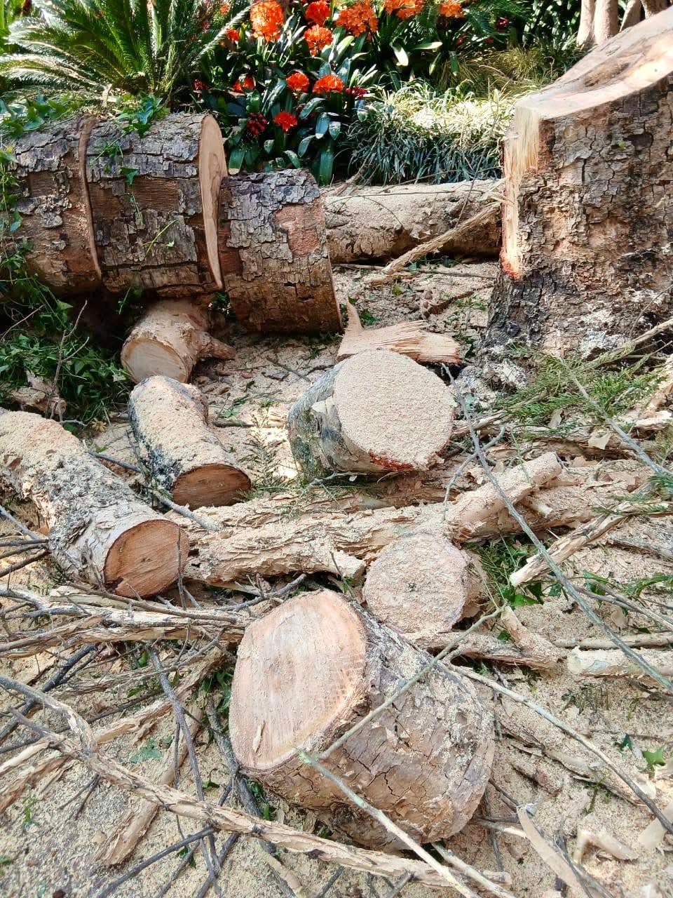 Professional Tree Service Work 3