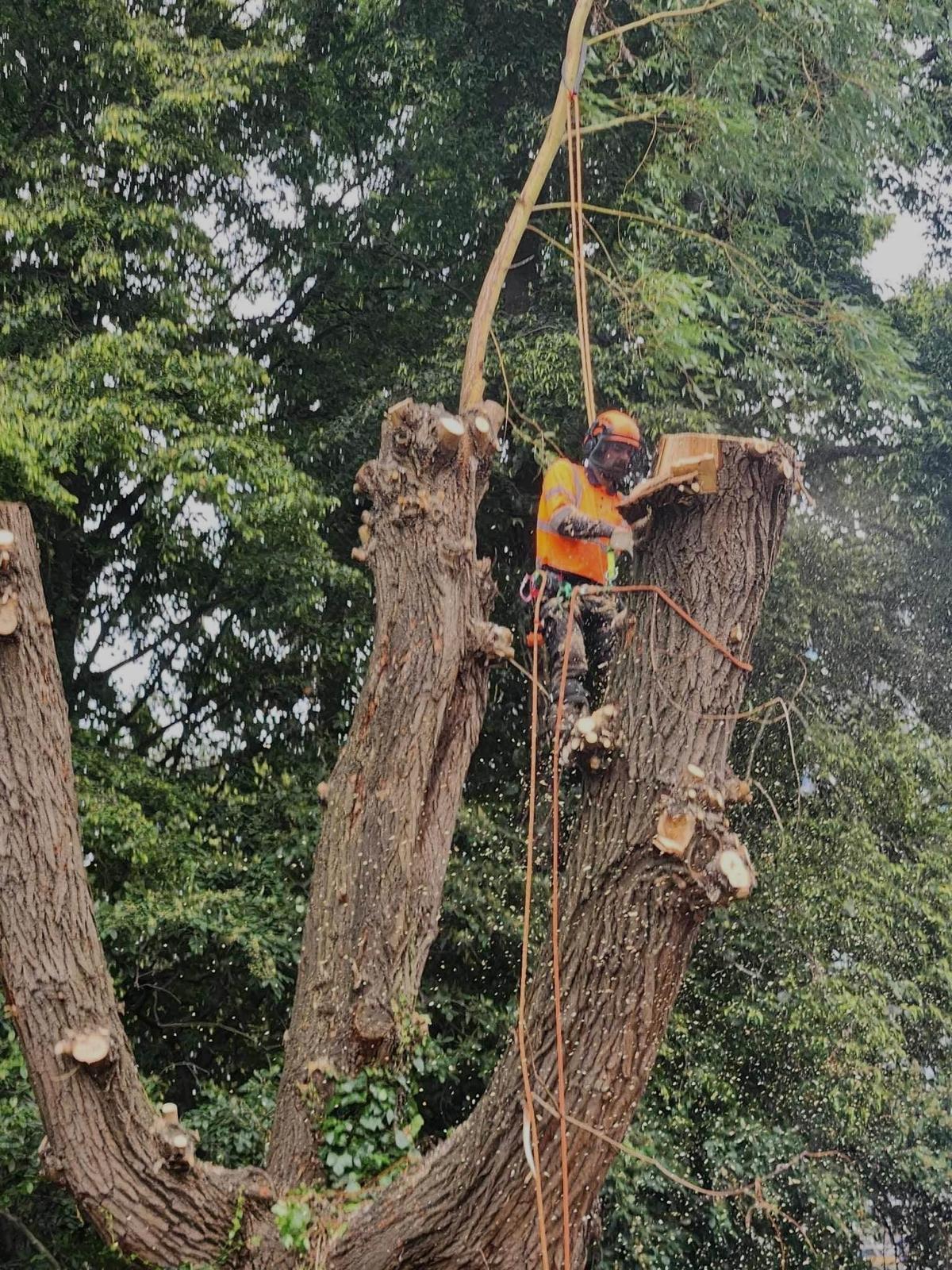 Professional Tree Service Work 4