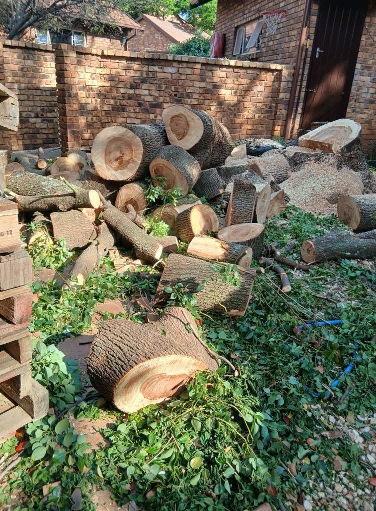 Professional Tree Service Work 5