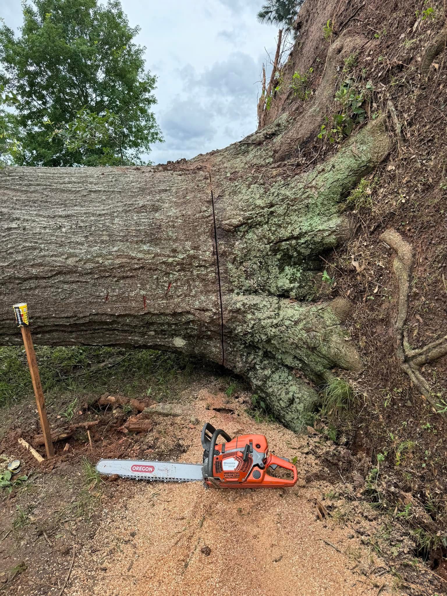 Professional Tree Service Work 7