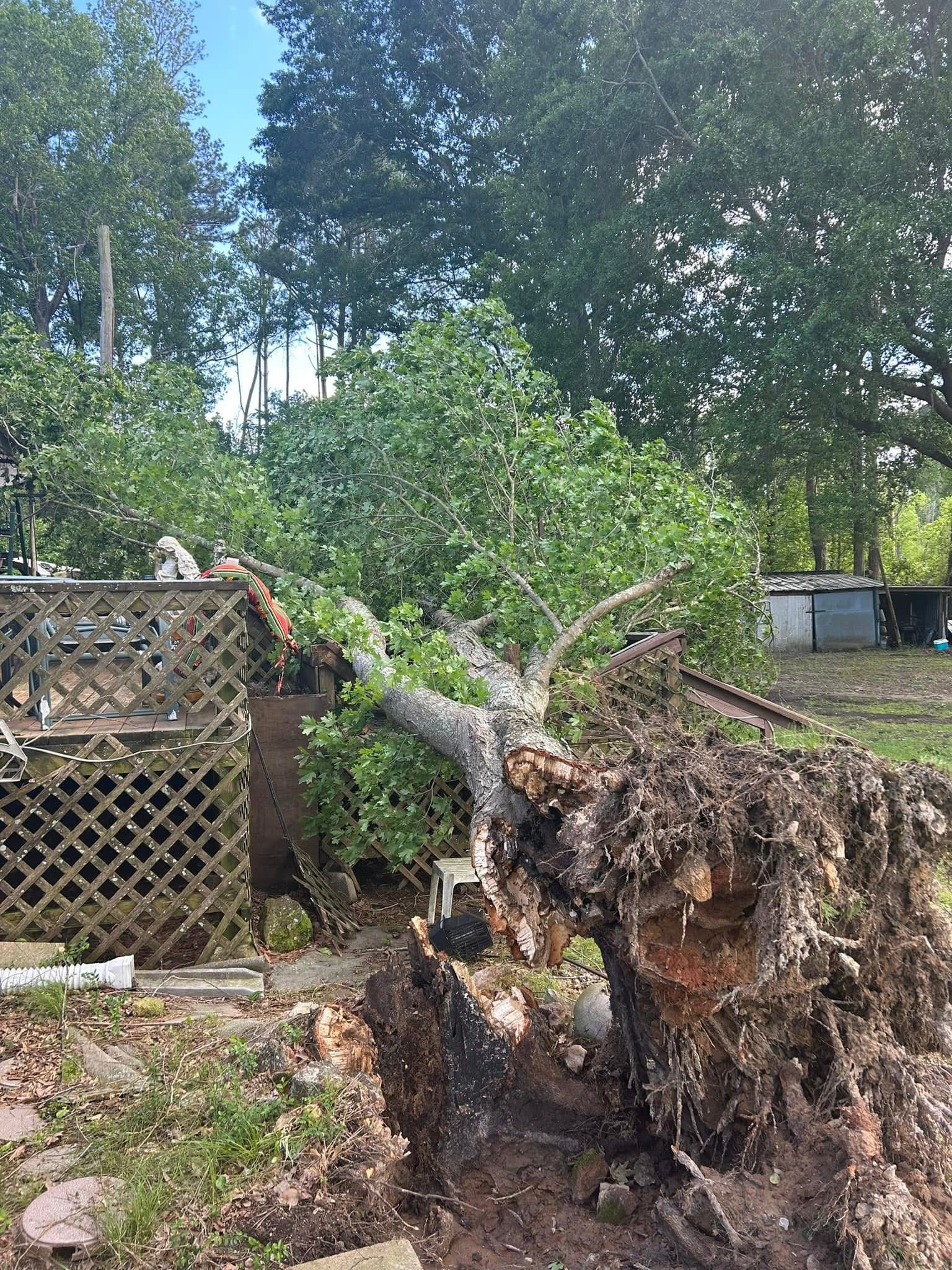 Professional Tree Service Work 8